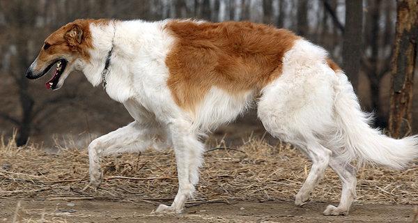 苏俄猎狼犬的饲养全指南（了解它，爱护它——苏俄猎狼犬饲养方法）