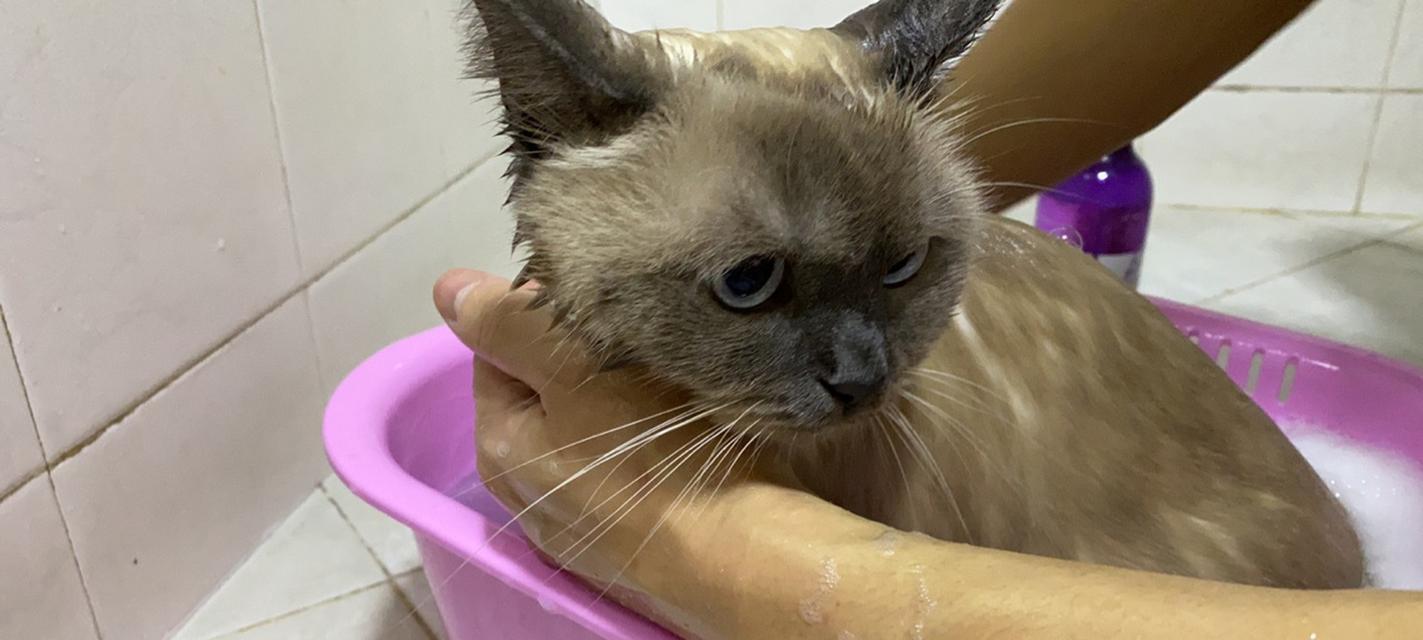 如何给猫咪洗澡？（简单技巧教你轻松搞定）