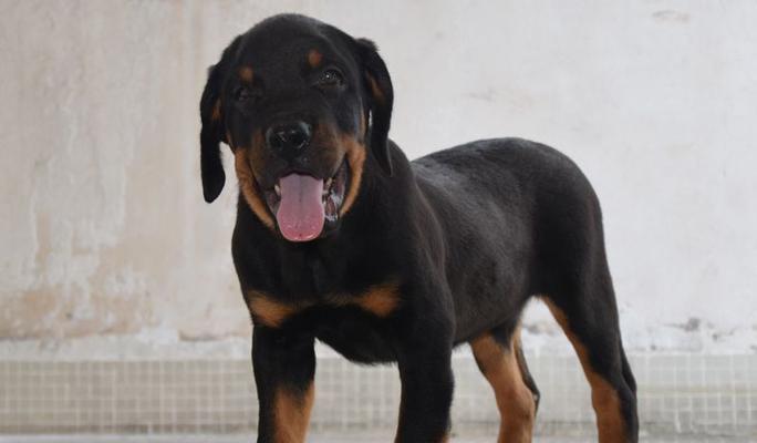 罗威纳犬饲养全攻略（了解罗威纳犬，让你的宠物健康快乐成长）
