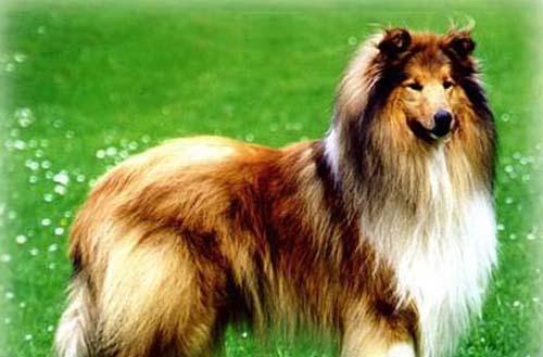 古代长须牧羊犬饲养方法解析（保持健康与训练技巧）