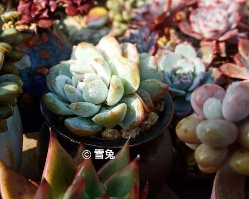 如何科学饲养雪兔（雪兔的喂养、环境、健康管理等详细解析）