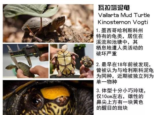 如何饲养健康活泼的毛足鼯鼠（掌握适宜的饲养环境和科学的饲养方法）