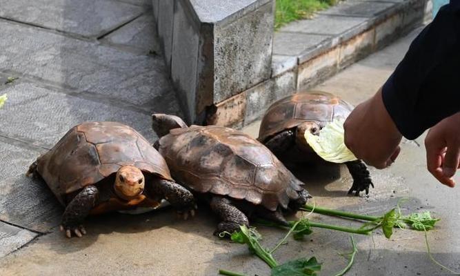 如何科学养护宠物凹甲陆龟（以养护方法、环境调节、饮食喂养三大方面详细探讨）