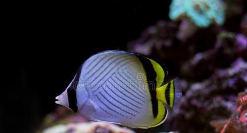 镰蝴蝶鱼的饲养技巧（打造水族箱中的热门品种）
