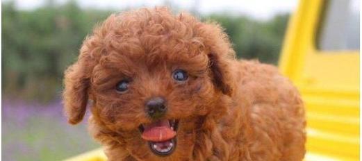 泰迪犬的饲养方法