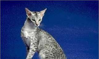 东方短毛猫的饲养指南（以宠物为主，打造优质生活）