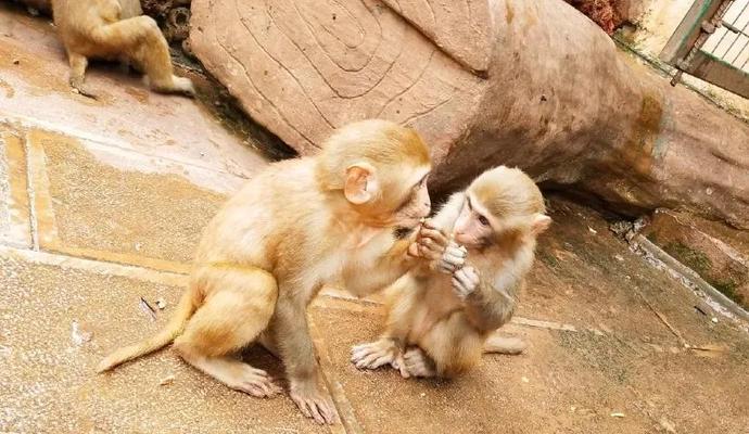 猕猴饲养方法详解（科学养猴、健康成长）