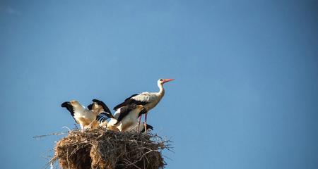 如何科学养燕雀（以宠物为主的燕雀饲养方法）