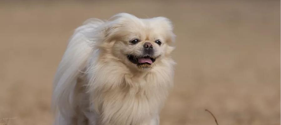 如何科学养护京巴犬