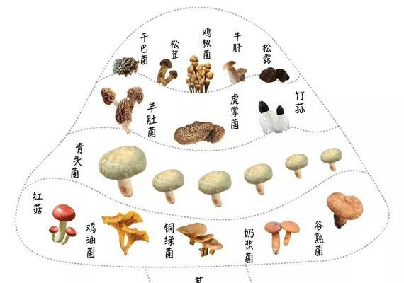以英国银兔为宠物的饲养指南（如何让你的银兔健康快乐地成长？）