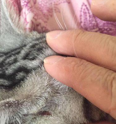 猫咪疝气不治疗的危害
