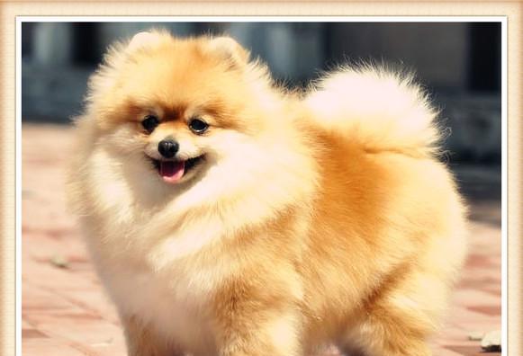 如何选购适合你的博美犬？（7个要点告诉你如何选购健康、聪明、逗趣的博美犬）