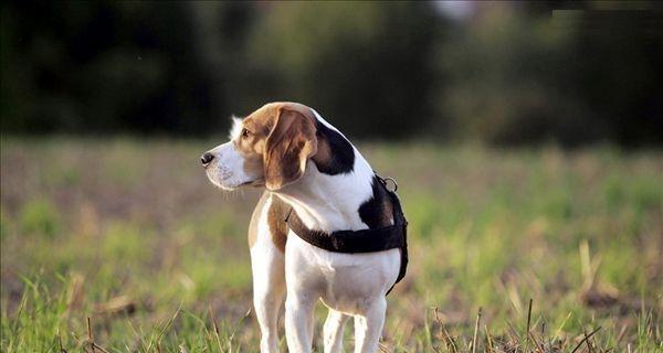 比格犬的饲养方法（打造健康快乐的宠物生活）