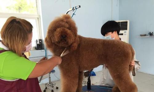 贵宾犬饮食美毛法则（宠物营养、护理与健康）