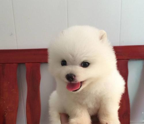 博美宠物犬的体重问题（从生长阶段到成年期，博美犬能长到多重？）