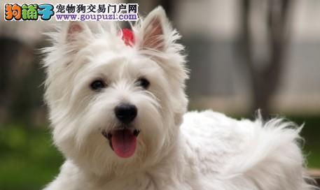 以西高地白梗怎么驱虫？（宠物保健）