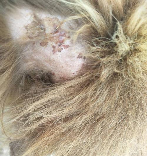 狗狗皮肤病抓破了怎么办？（探讨狗狗皮肤病原因、预防和治疗方法）