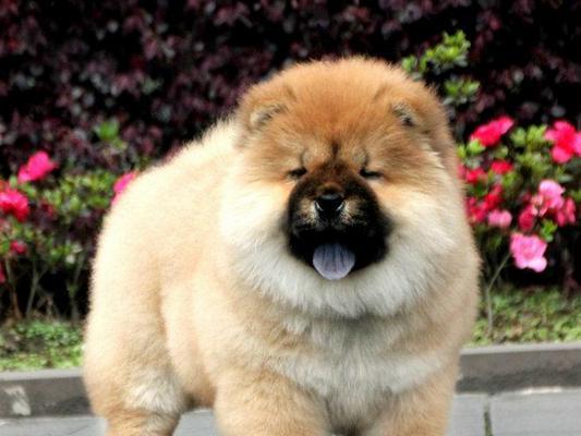 关于松狮犬能否吃西瓜的疑问解答（宠物喜爱水果，但要谨慎选择食材）
