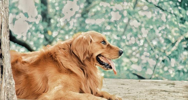 如何为宠物金毛补钙（金毛犬补钙的注意事项与补钙食品推荐）