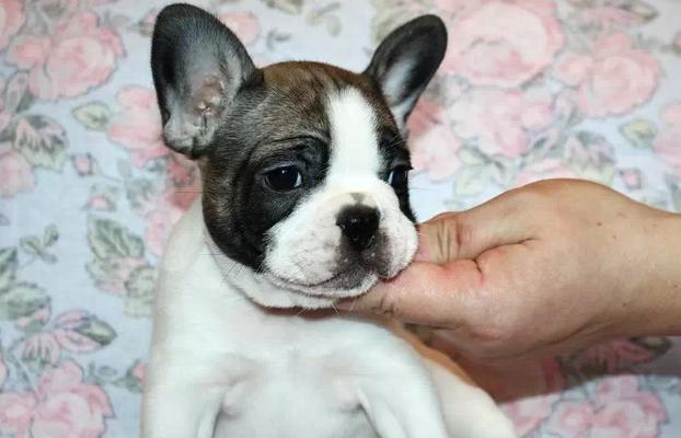 如何选择适合自己的法国斗牛犬？（一起来了解法国斗牛犬的性格、健康和训练要点！）