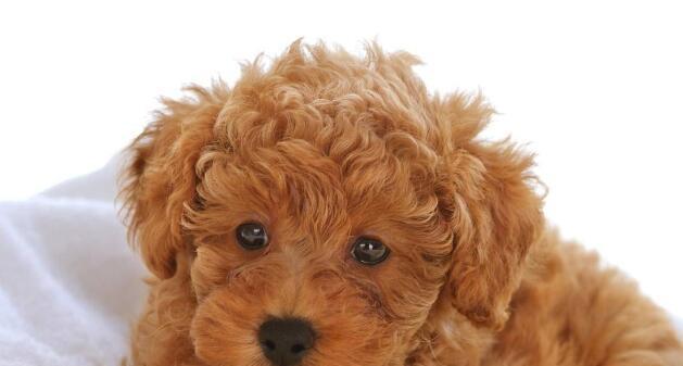贵宾犬乱叫怎么办？（教你从宠物本能出发调教贵宾犬的叫声）