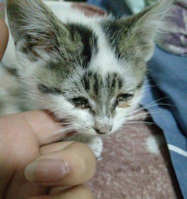 小猫不喝水怎么办？（应对刚来的小猫不喝水的方法）