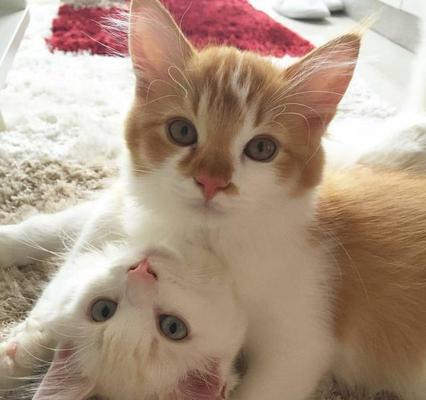 猫咪的爱意表达方式与众不同（探秘猫咪的爱意表达方式，了解它们特殊的表达方式）