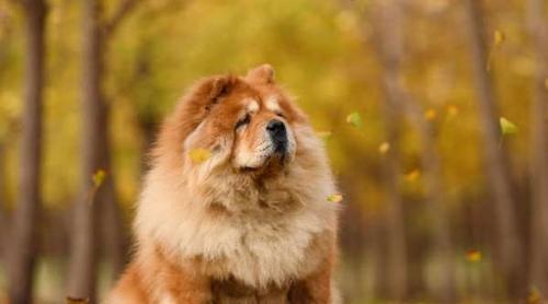 如何有效训练你的松狮犬（掌握训练技巧，让你的宠物更加聪明听话）