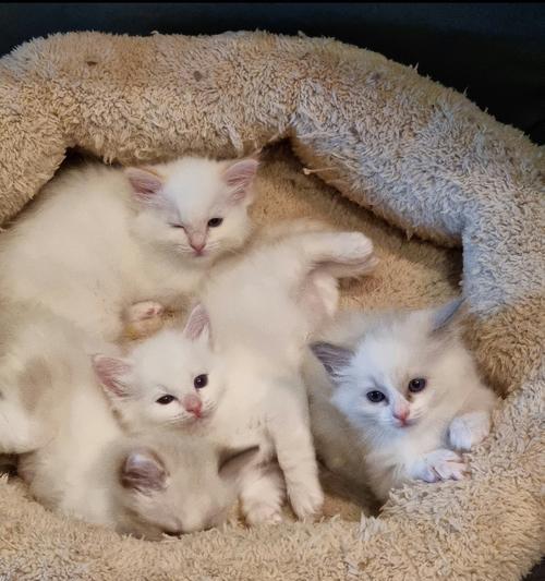 纯白火焰色布偶猫的养护与美容（美丽伴侣的养护方法与调理技巧）