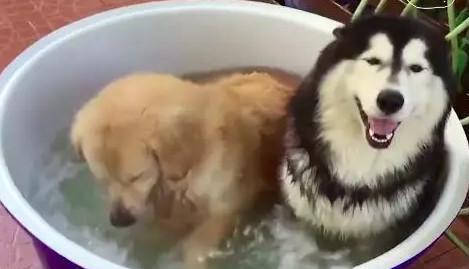 如何给哈士奇犬洗澡（以宠物为主的正确洗澡方法）