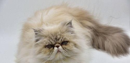 如何去除猫咪毛发的黄色？（解决您的宠物美容难题，让猫咪毛发变得柔软亮丽）