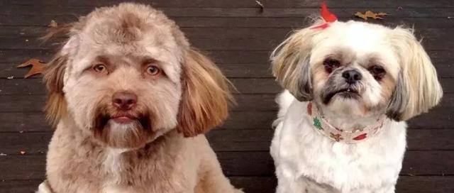 马扎尔犬的饲养方法（养犬初学者必知的马扎尔犬饲养技巧）