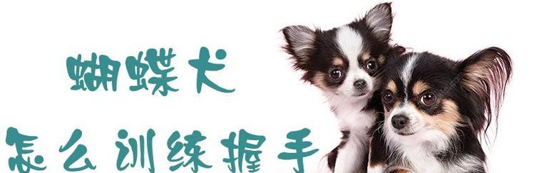 蝴蝶犬的睡眠习惯（探究蝴蝶犬睡眠习惯的种种细节）