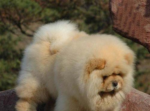 如何训练你的松狮犬（宠物训练技巧，打造乖巧可爱的松狮犬）