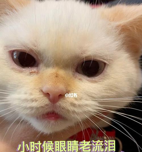 如何给猫咪上眼药？（让猫咪配合的小技巧。）