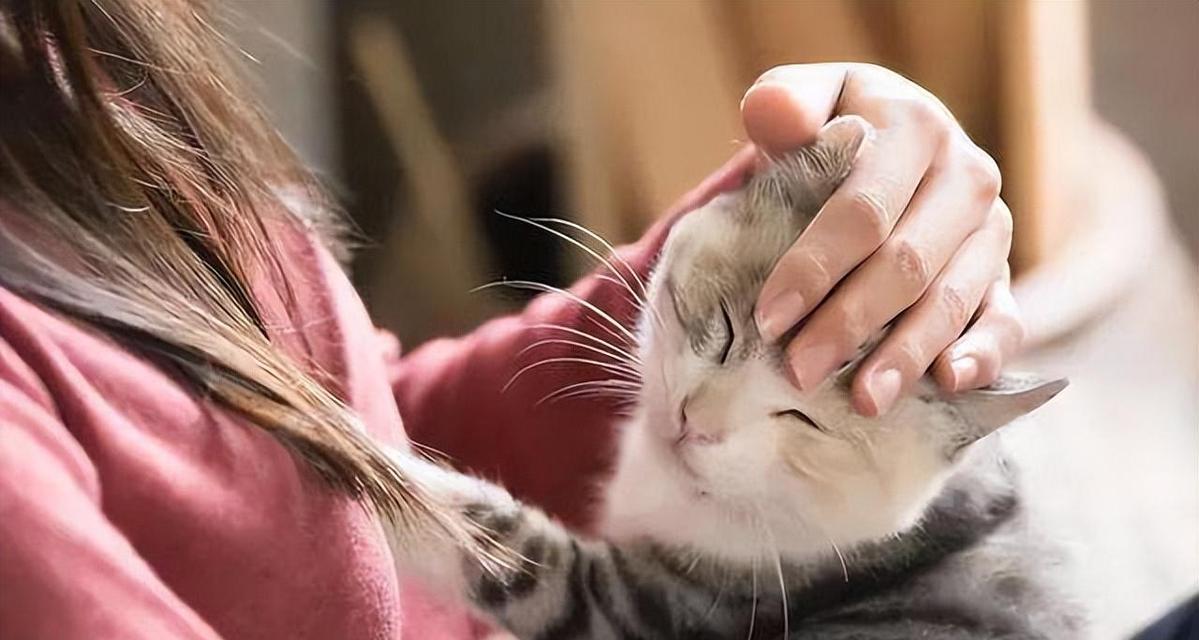 养猫咪的好处（以宠物为主，享受生活的乐趣）