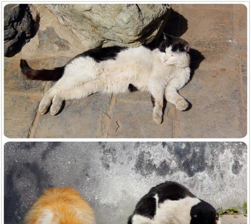 如何正确养护流浪猫？（宠物流浪猫养护技巧）