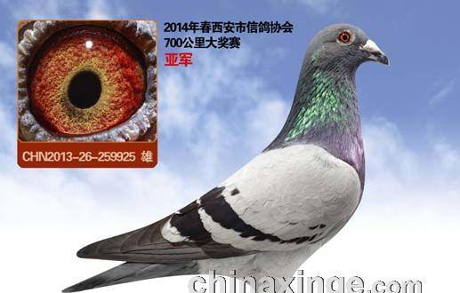 中国青猫鸽的饲养技巧（让你成为成功的鸽育者）