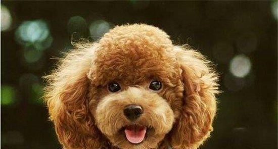探秘宠物狗中最大的狗（发现世界上最庞大的犬种——大丹犬）