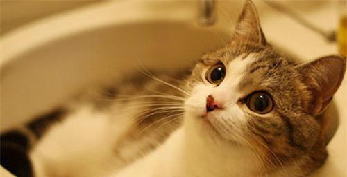 猫咪洗澡对毛发好吗？（探究猫咪洗澡的频率对毛发的影响）