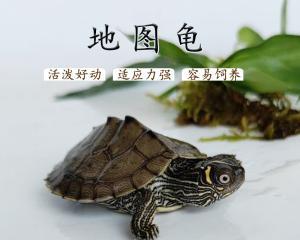北部黑瘤地图龟的饲养指南（如何养活健康的黑瘤地图龟？）
