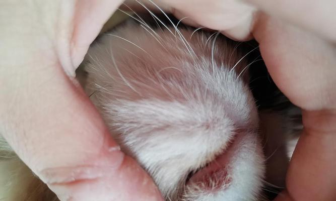 猫咪嘴舌头都烂了该如何治疗？（详解猫咪嘴舌头都烂了的症状和原因，以及有效的治疗方法）