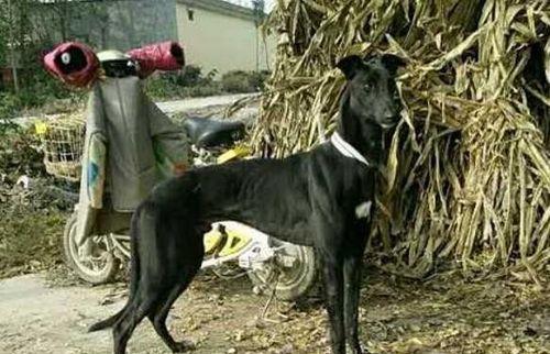 如何训练格力犬握手（宠物主人必知的实用技巧，让格力犬变得更亲近）