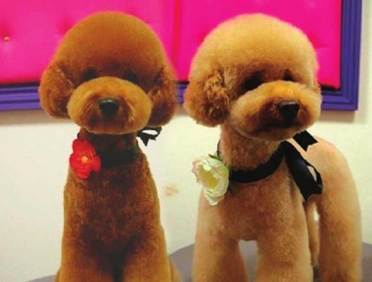 如何给贵宾犬做美容？（一步步教你让你的犬宝宝更漂亮）