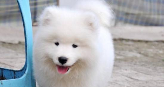 如何养好萨摩耶犬？（以宠物为主，注意事项需谨记）