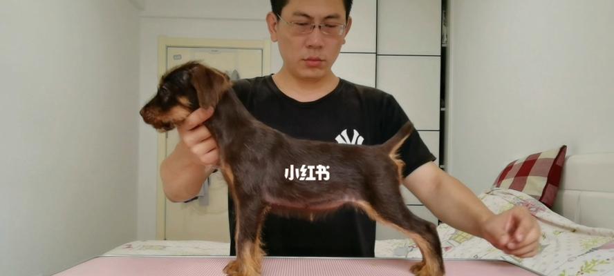 健康万能梗幼犬的养护指南（打造健康活泼的小萌宠）