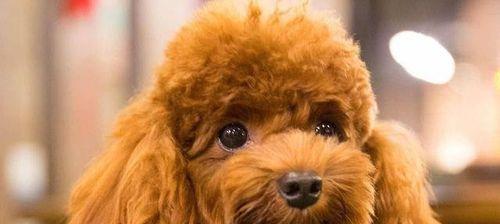 泰迪犬的梳毛打理（让你的宠物美如画）