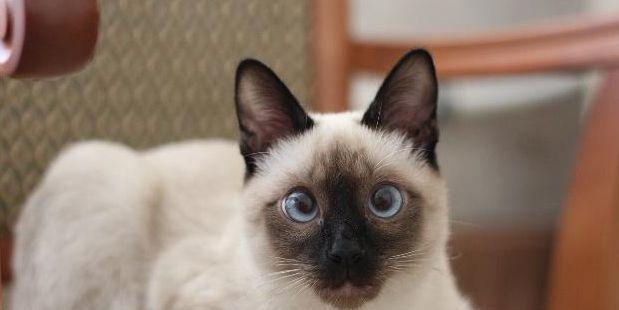 了解暹罗猫的性格特点（宠物爱好者必看！暹罗猫的性格、习性和饲养技巧）