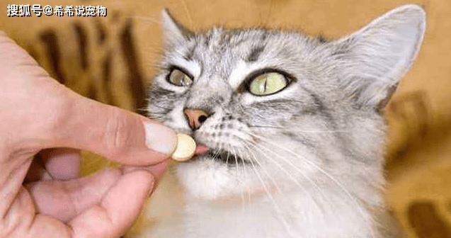 猫咪口水粘液问题解决方案（如何处理猫咪嘴边的粘液问题？-猫咪口水粘液的原因及解决方案）