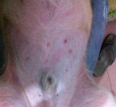 萨摩耶犬皮肤病（探索萨摩耶犬的皮肤问题，让你的宠物健康美丽）